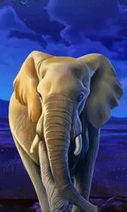 African Elephant